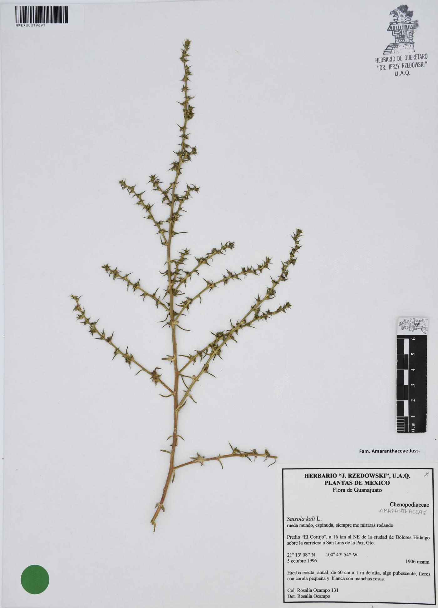 Salsola kali image